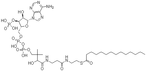 structure of CAS# 3130-72-1, Coenzyme A-S-Tetradecanoate;S-[2-[3-[[4-[[[(2R,3S,4R,5R)-5-(6-Aminopurin-9-Yl)-4-Hydroxy-3-Phosphonooxy-Tetrahydrofuran-2-Yl]Methoxy-Hydroxy-Phosphoryl]Oxy-Hydroxy-Phosphoryl]Oxy-2-Hydroxy-3,3-Dimethyl-Butanoyl]Amino]Propanoylamino]Ethyl] Tetradecanethioate;Tetradecanethioic Acid S-[2-[[3-[[4-[[[(2R,3S,4R,5R)-5-(6-Amino-9-Purinyl)-4-Hydroxy-3-Phosphonooxy-2-Tetrahydrofuranyl]Methoxy-Hydroxyphosphoryl]Oxy-Hydroxyphosphoryl]Oxy-2-Hydroxy-3,3-Dimethyl-1-Oxobutyl]Amino]-1-Oxopropyl]Amino]Ethyl] Ester;Tetradecanethioic Acid S-[2-[3-[[4-[[[(2R,3S,4R,5R)-5-(6-Aminopurin-9-Yl)-4-Hydroxy-3-Phosphonooxy-Tetrahydrofuran-2-Yl]Methoxy-Hydroxy-Phosphoryl]Oxy-Hydroxy-Phosphoryl]Oxy-2-Hydroxy-3,3-Dimethyl-Butanoyl]Amino]Propanoylamino]Ethyl] Ester