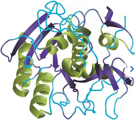 structure of CAS# 39450-01-6, Proteinase K;Endopeptidase K; Prok; Protease K; Tritirachium album proteinase K