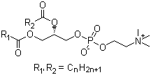 Lecithin molecular structure (CAS 8002-43-5)